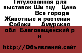 Титулованная для выставок Ши-тцу › Цена ­ 100 000 - Все города Животные и растения » Собаки   . Амурская обл.,Благовещенский р-н